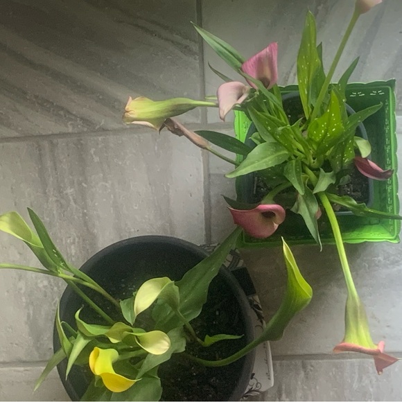 Thank you! Muchas Gracias! Grazie! Merci! Obrigando! - Picture 3 of 16